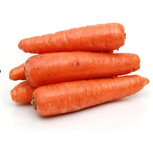 2021 Promotional Export Natural New Harvest Hot Selling Good Chinese Fresh Carrot